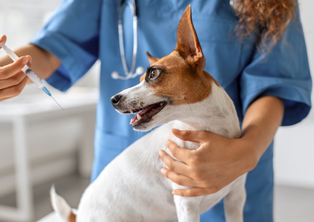 Pet Euthanasia Services