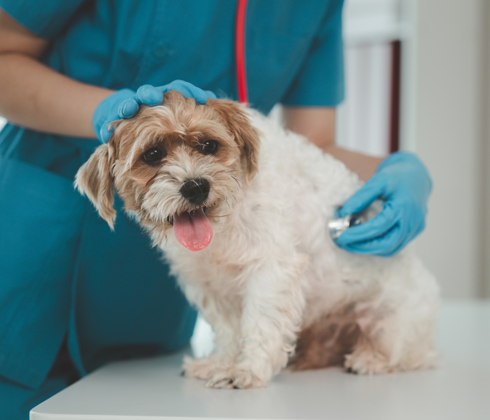 Calgary Pet Palliative Care